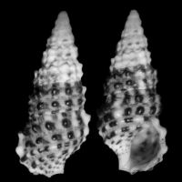 Cerithium scabridum 